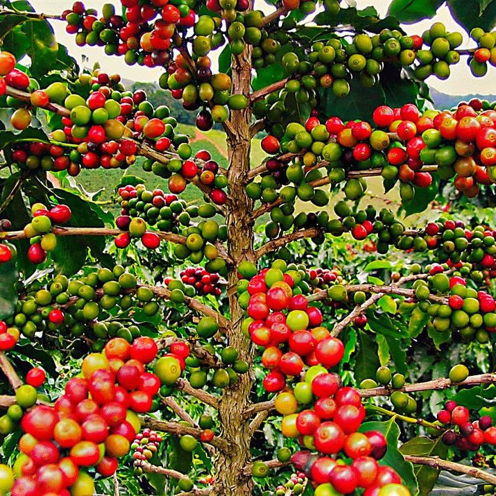 Papua New Guinea - Marenban