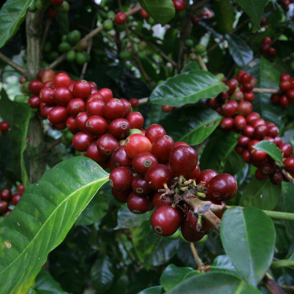 Nicaragua - Matagalpa - Coming Soon