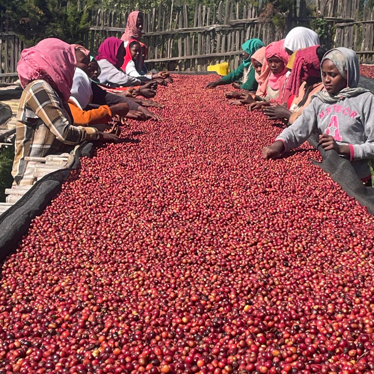 Ethiopia - Limu Grade 2 Organic - Filter Roast