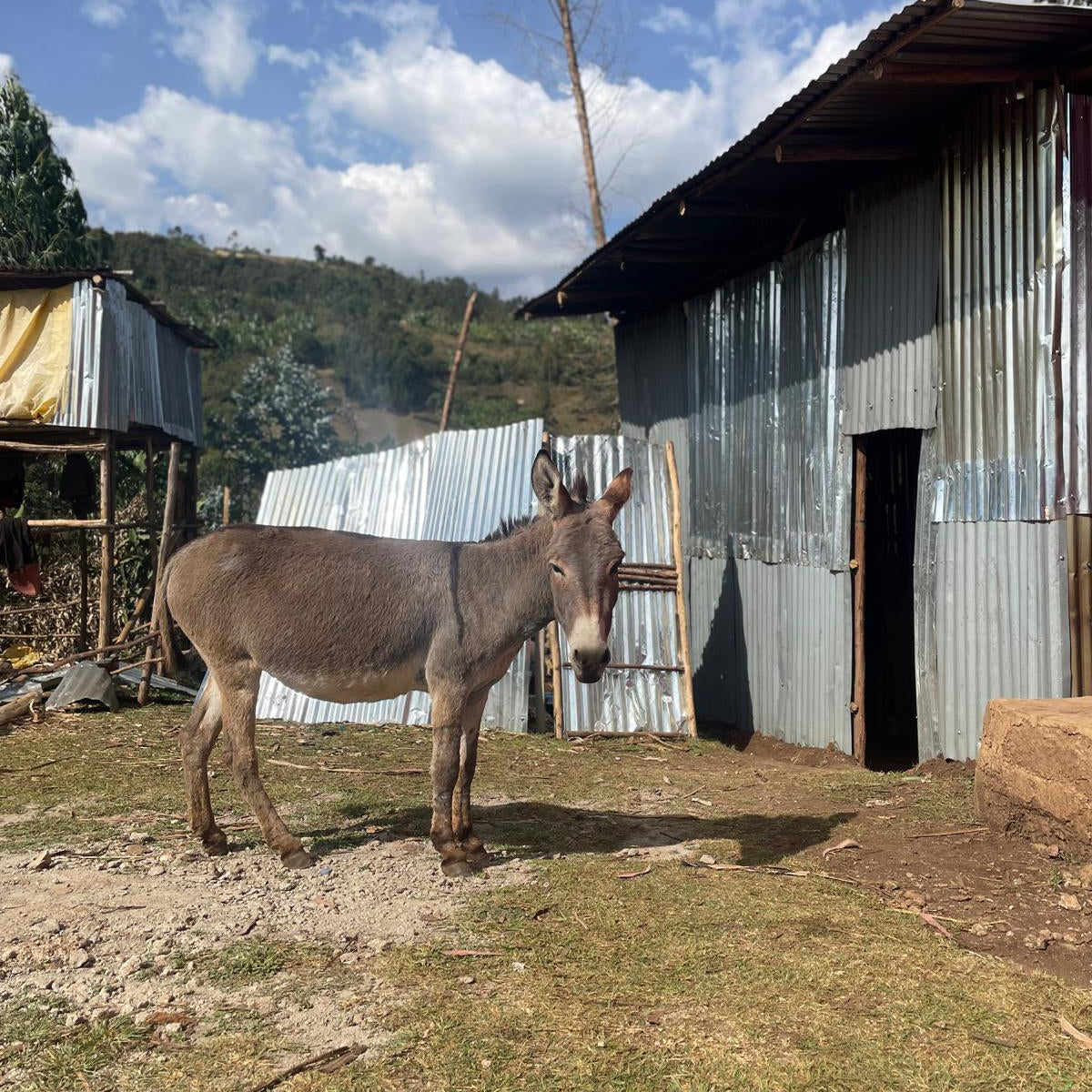 Ethiopia - Limu Grade 2 Organic - Filter Roast