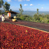 Ethiopia - Yirgachaffe Grade 2