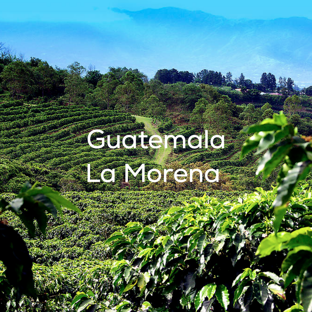 Guatemala - La Morena