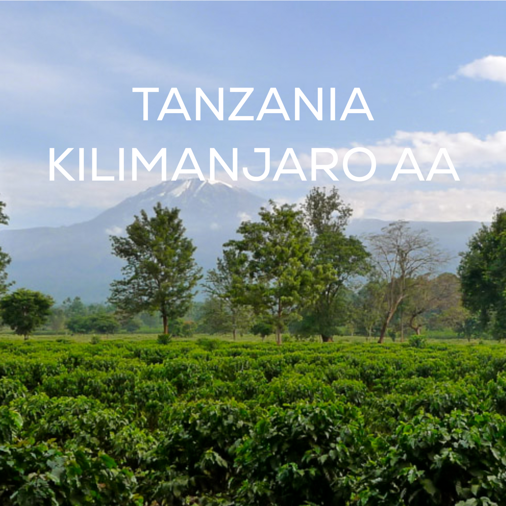 Tanzania -  Kilimanjaro AA